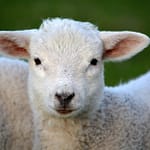 white coated lamb
