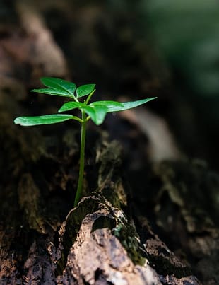 selective focus photo of green plant seedling on tree trunk