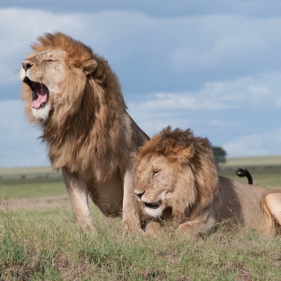 shallow focus photo of two brown lions